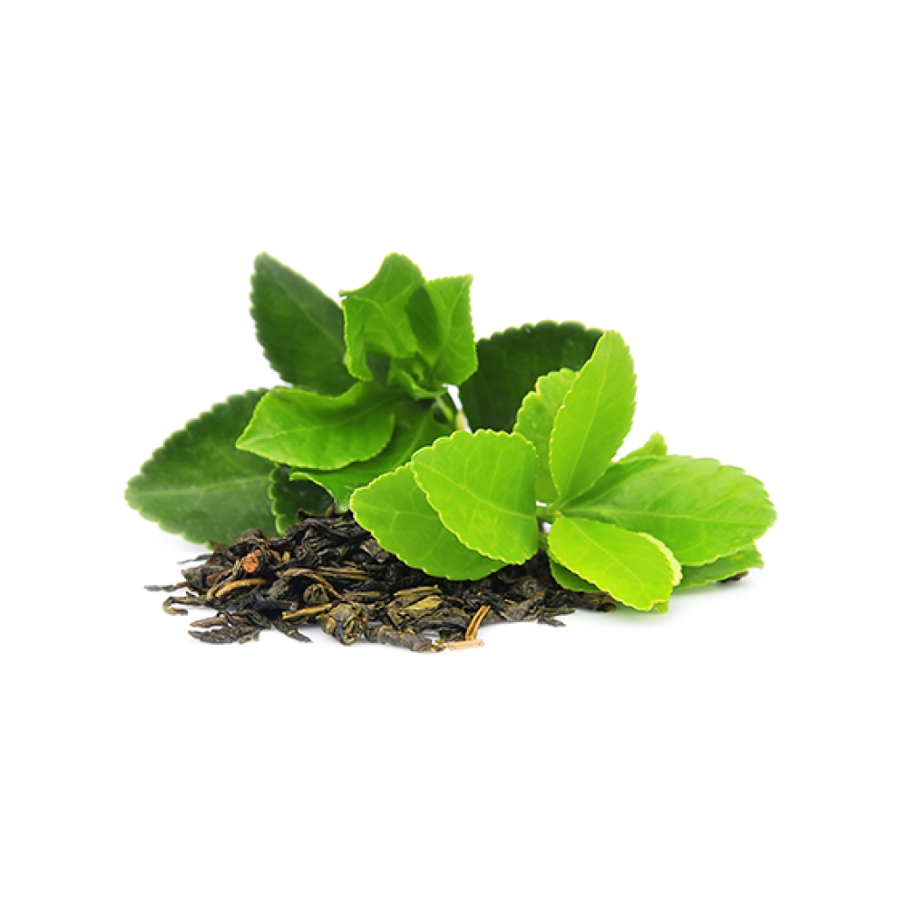 Fresh Leaf